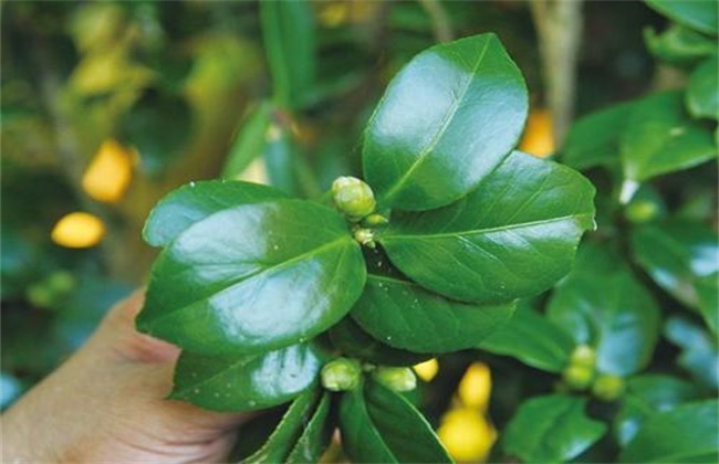 山茶花為何不能正常開(kāi)花 山茶花為什么不開(kāi)花？ 行業(yè)資訊 第1張